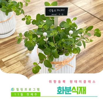 [화분식재] 취향 듬뿍 원데이 클래스! 화분식재