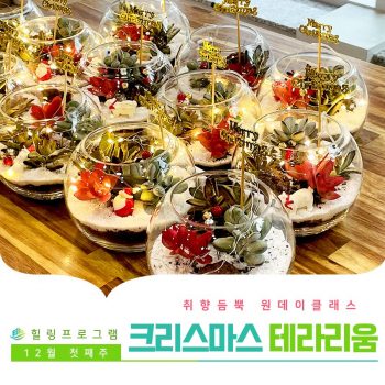 [크리스마스테라리움] 취향 듬뿍 원데이 클래스! 크리스마스 테라리움