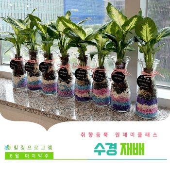 [수경재배] 취향 듬뿍 원데이 클래스! 수경재배